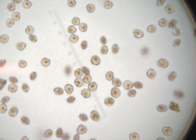 D-Hinge Larvae
D-hinge oyster larvae two days after hatching. It will take larvae about 14 days for the larvae to grow to the eyed larvae stage when it’s ready to set.