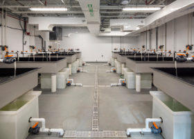 Brood Stock Conditioning Room
Adult broodstock oysters are collected from the wild or are specifically bred strains produced by breeding programs. We hold them in automated temperature control tanks where they are fed a precise algae diet as they are conditioned for spawning.
