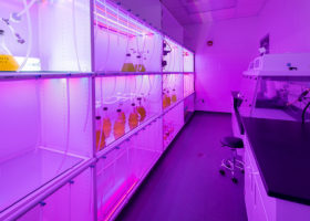 Algae Flask Room
Up to eight different species are kept in the flask room at any one time. They are used as starter stocks to inoculate the algae photobioreactors when they are first started. 